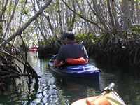 Kayak Through The Mangroves 