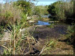 Anhinga Trail